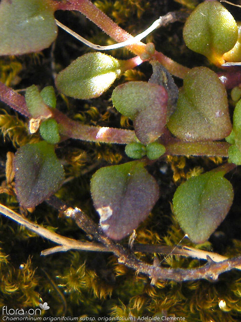 Chaenorhinum origanifolium origanifolium - Folha | Adelaide Clemente; CC BY-NC 4.0