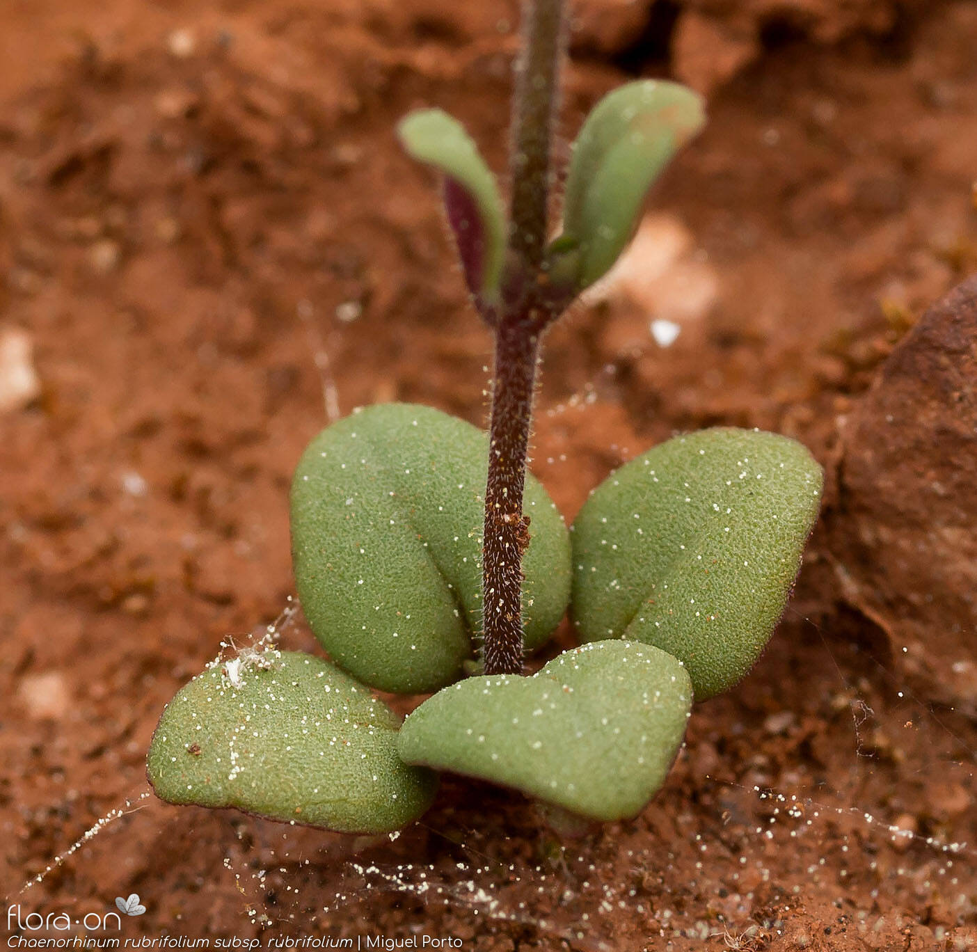 Chaenorhinum rubrifolium rubrifolium - Folha | Miguel Porto; CC BY-NC 4.0