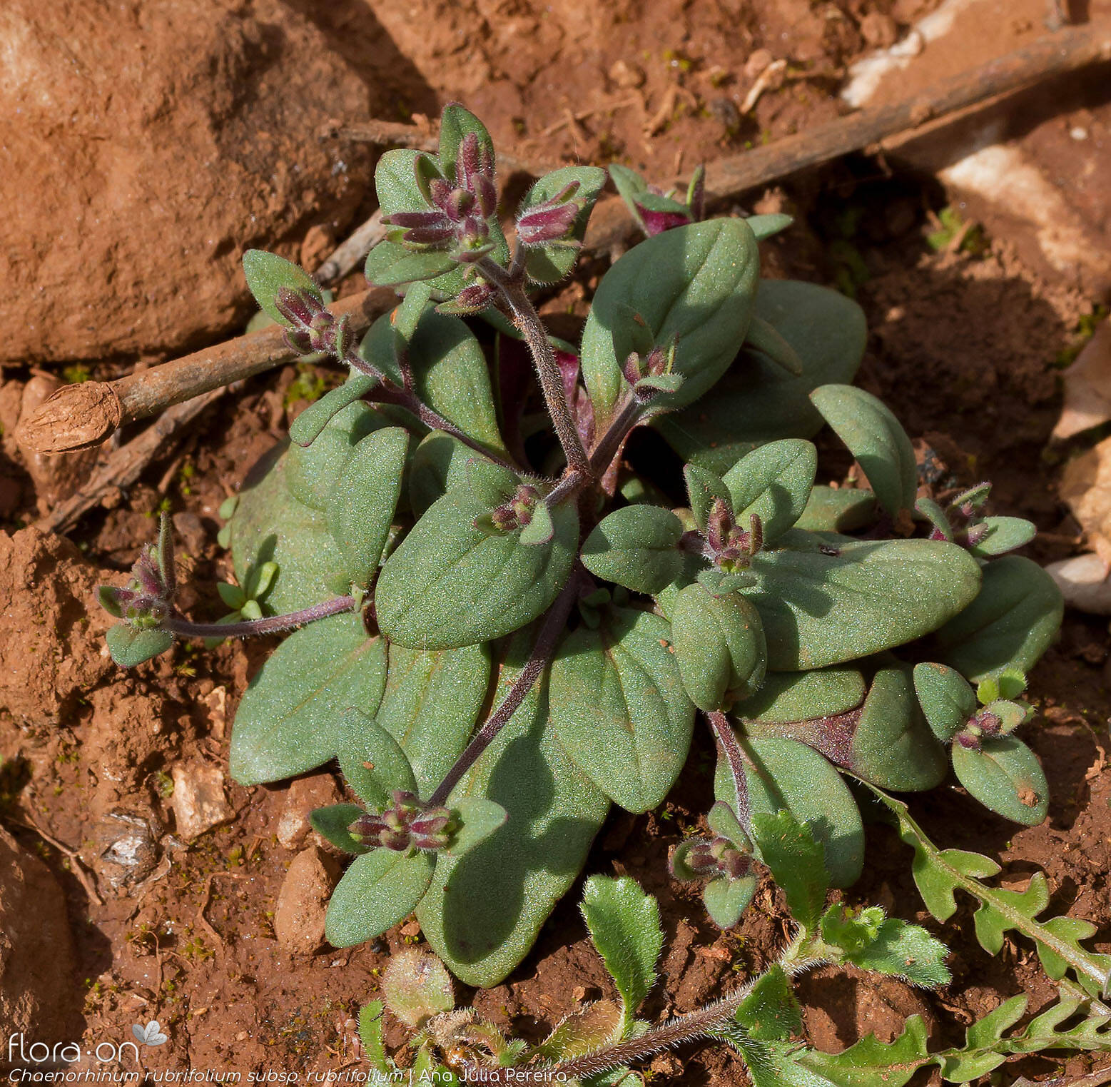 Chaenorhinum rubrifolium rubrifolium - Folha (geral) | Ana Júlia Pereira; CC BY-NC 4.0