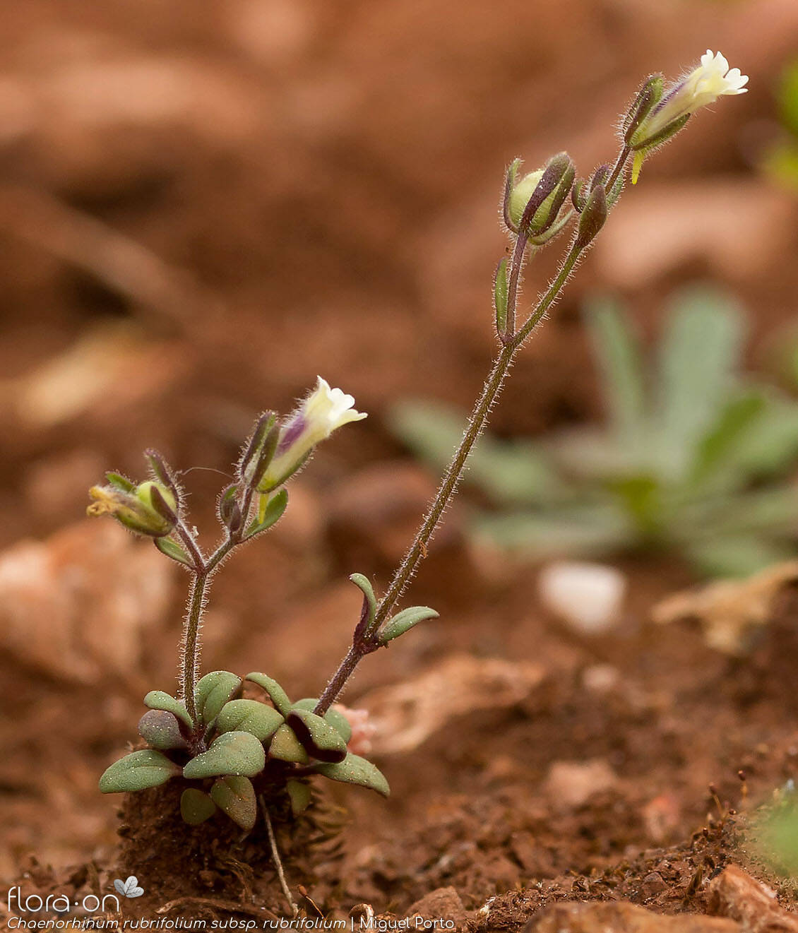 Chaenorhinum rubrifolium rubrifolium - Hábito | Miguel Porto; CC BY-NC 4.0