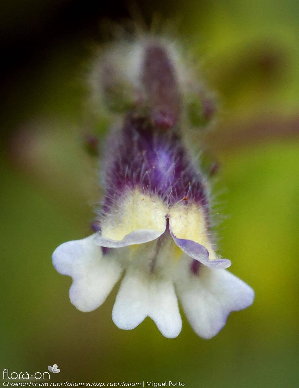 Chaenorhinum rubrifolium rubrifolium - Flor (close-up) | Miguel Porto; CC BY-NC 4.0