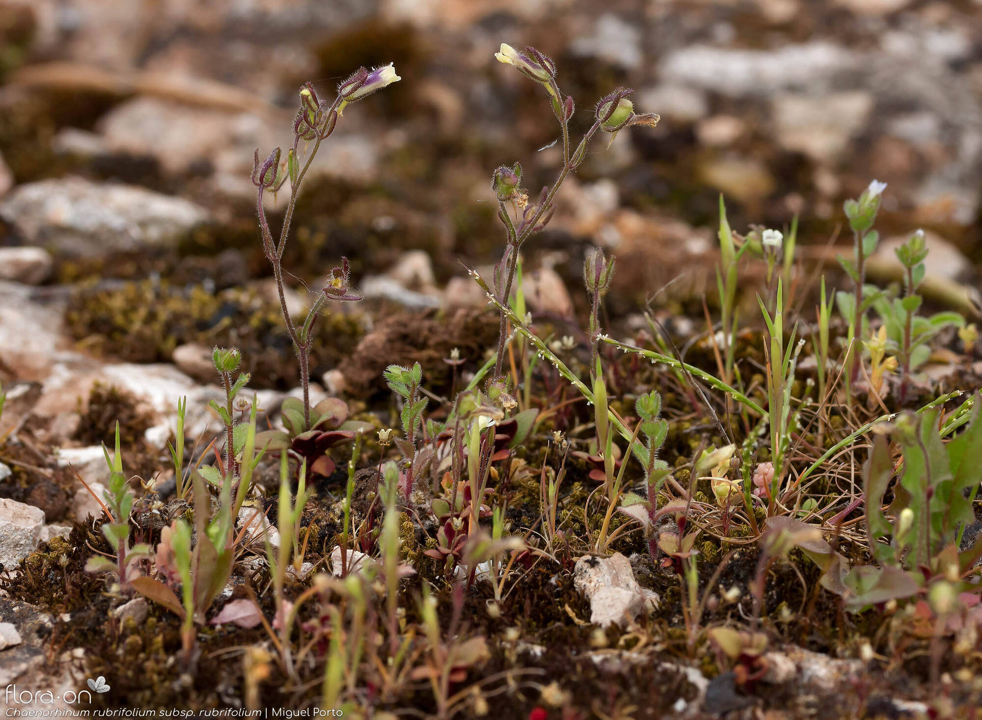 Chaenorhinum rubrifolium rubrifolium - Hábito | Miguel Porto; CC BY-NC 4.0