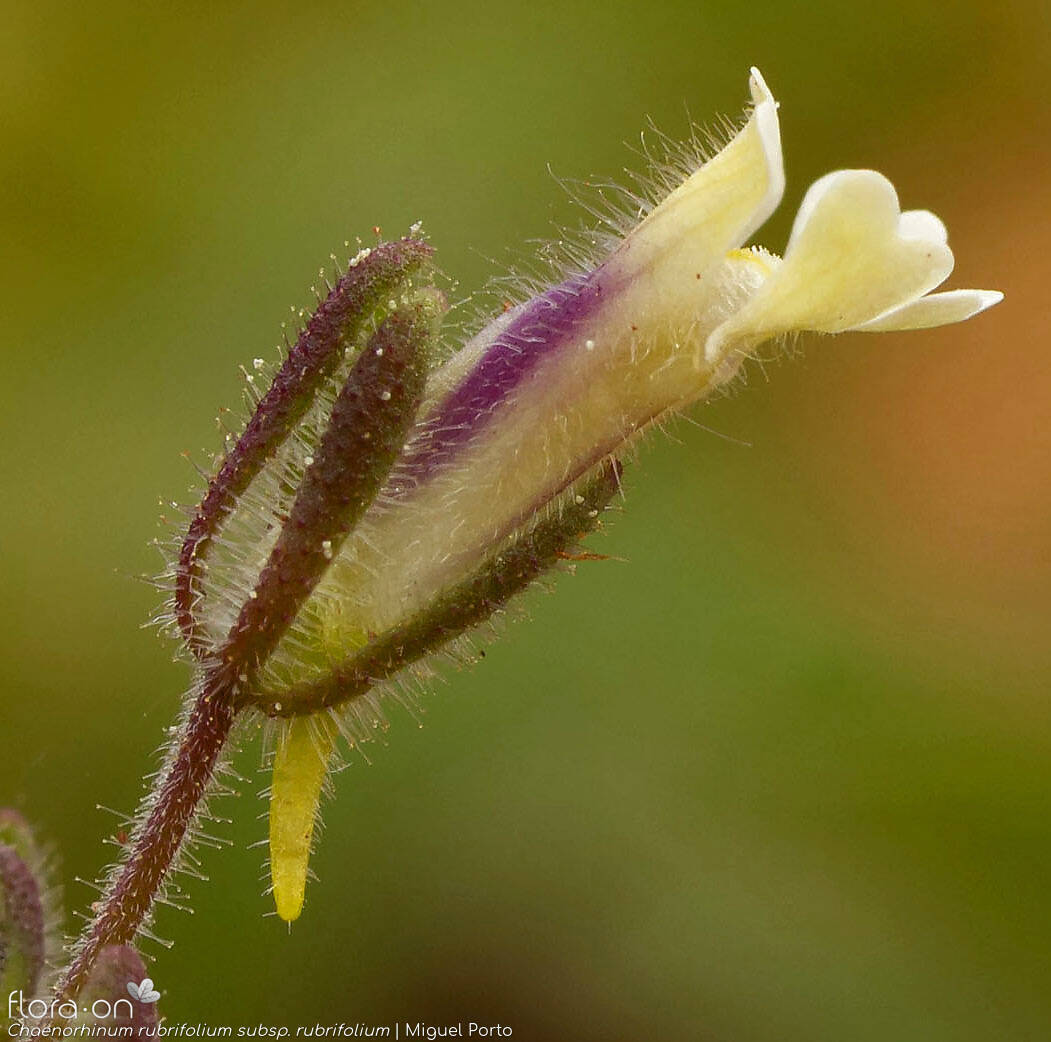 Chaenorhinum rubrifolium rubrifolium - Flor (close-up) | Miguel Porto; CC BY-NC 4.0