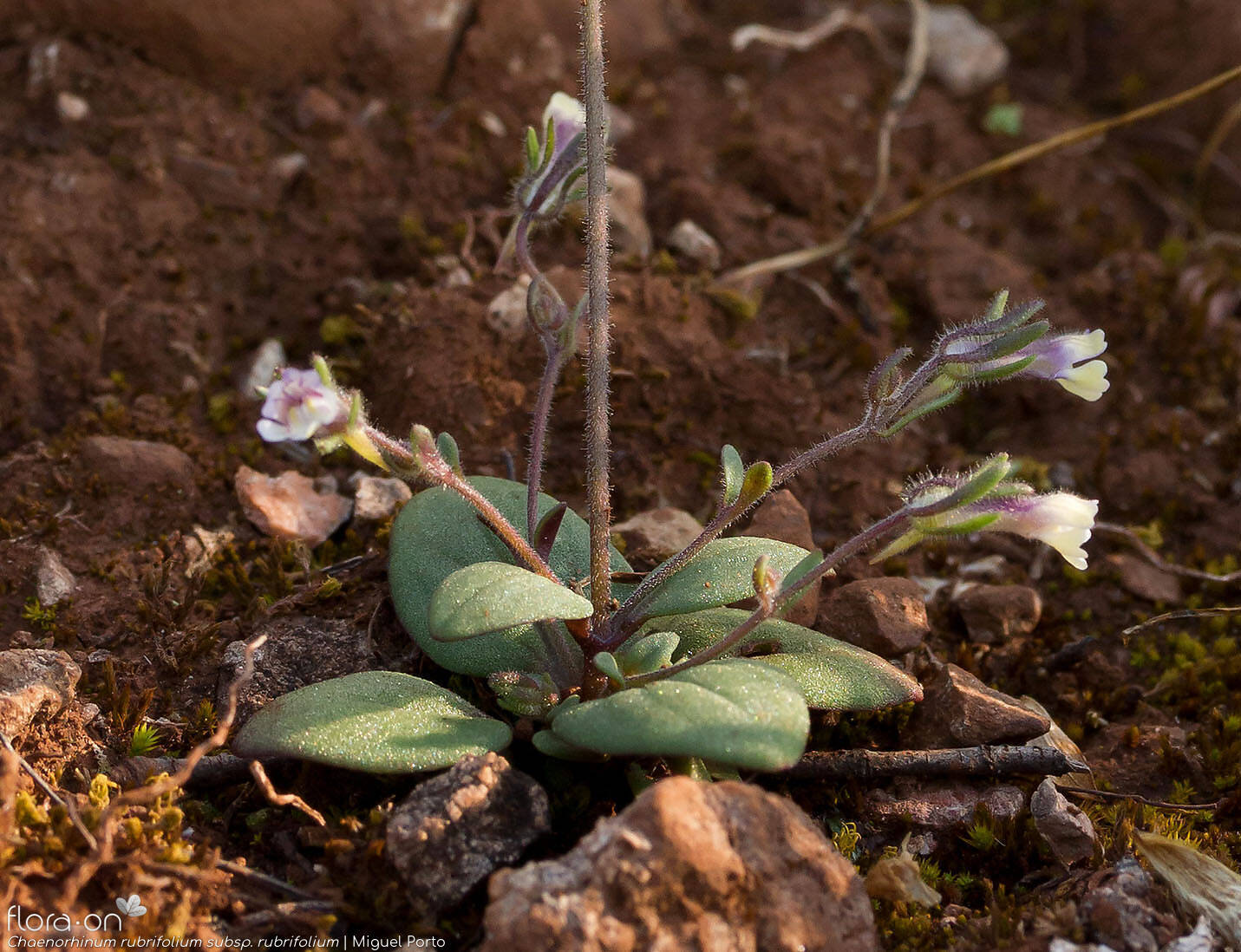 Chaenorhinum rubrifolium rubrifolium - Folha (geral) | Miguel Porto; CC BY-NC 4.0