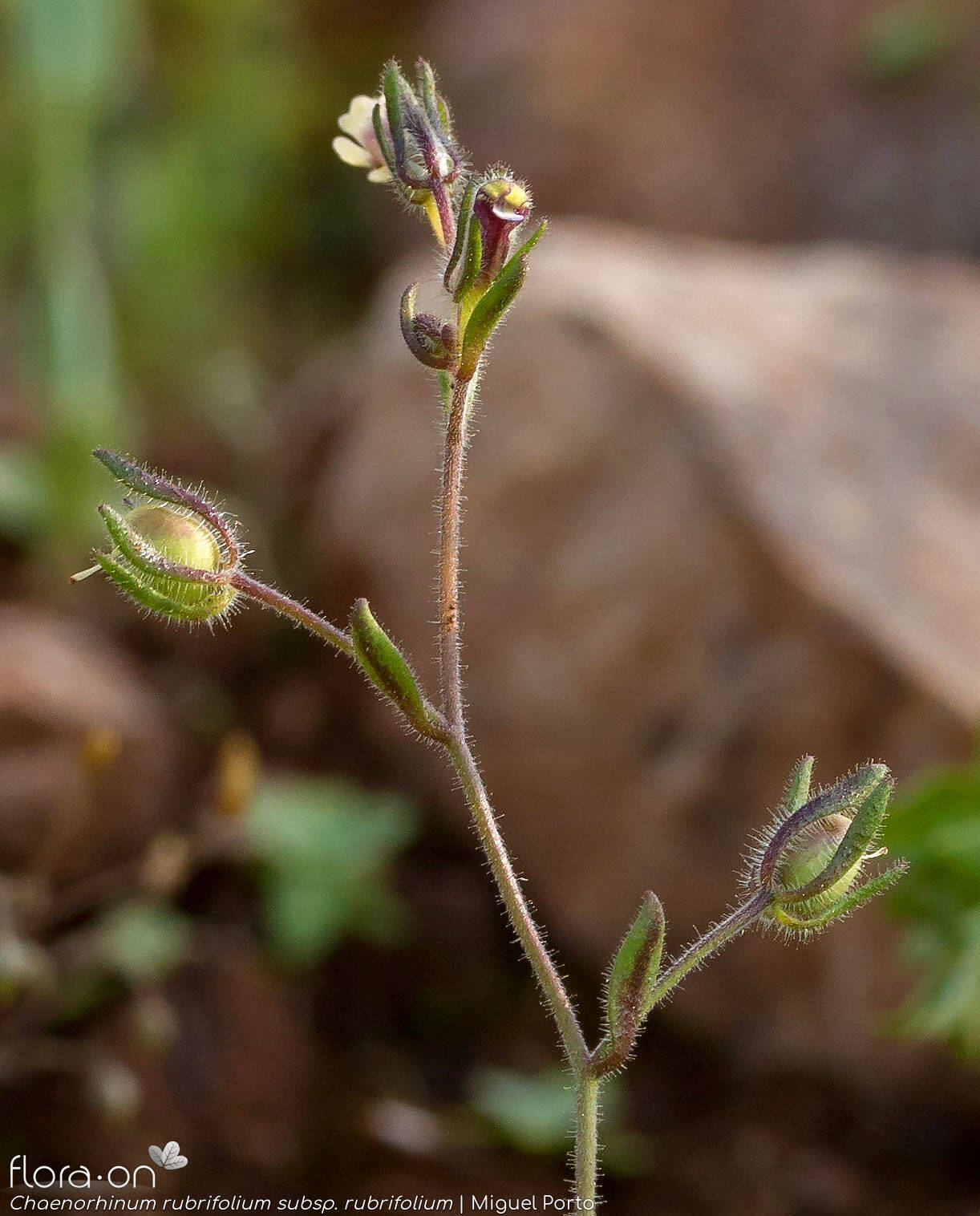 Chaenorhinum rubrifolium rubrifolium - Flor (geral) | Miguel Porto; CC BY-NC 4.0