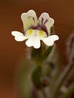 Chaenorhinum rubrifolium