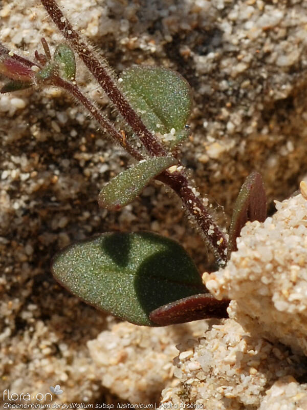 Chaenorhinum serpyllifolium lusitanicum - Folha | Pedro Arsénio; CC BY-NC 4.0