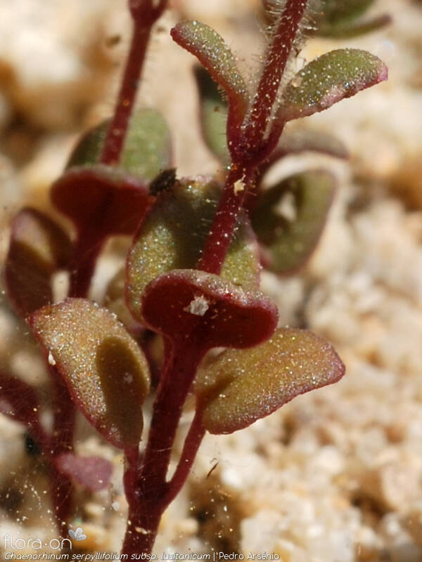 Chaenorhinum serpyllifolium lusitanicum - Folha (geral) | Pedro Arsénio; CC BY-NC 4.0