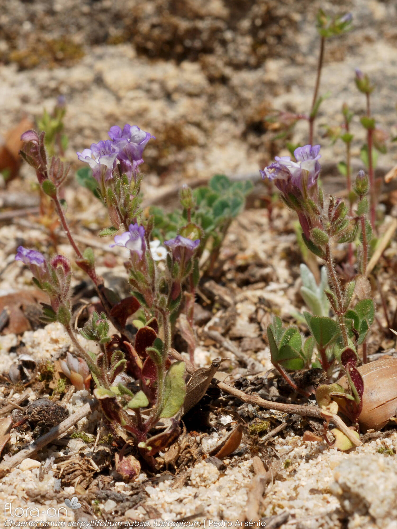 Chaenorhinum serpyllifolium lusitanicum - Hábito | Pedro Arsénio; CC BY-NC 4.0