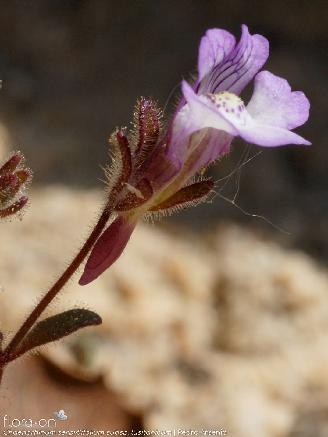 Chaenorhinum serpyllifolium lusitanicum - Flor (close-up) | Pedro Arsénio; CC BY-NC 4.0