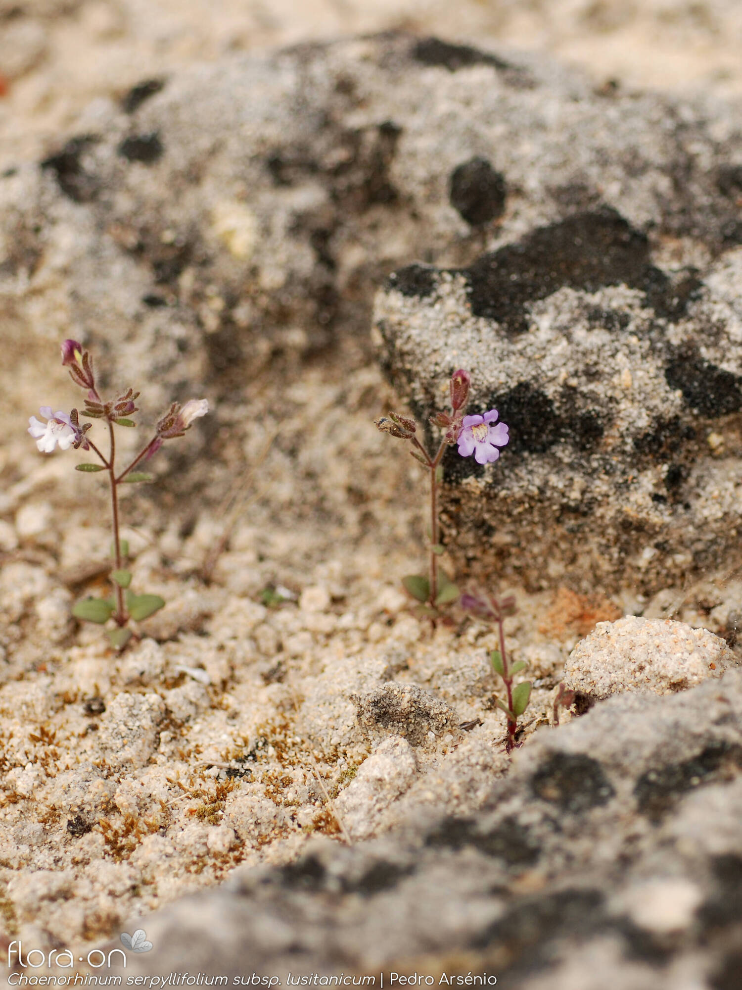 Chaenorhinum serpyllifolium lusitanicum - Habitat | Pedro Arsénio; CC BY-NC 4.0