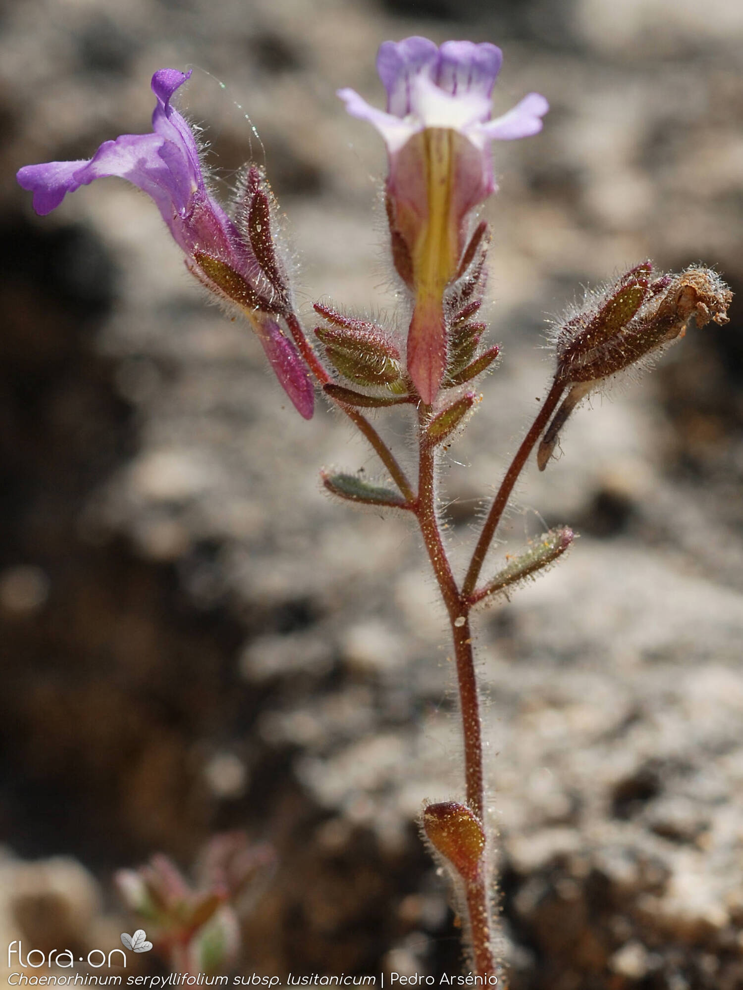 Chaenorhinum serpyllifolium lusitanicum - Flor (geral) | Pedro Arsénio; CC BY-NC 4.0