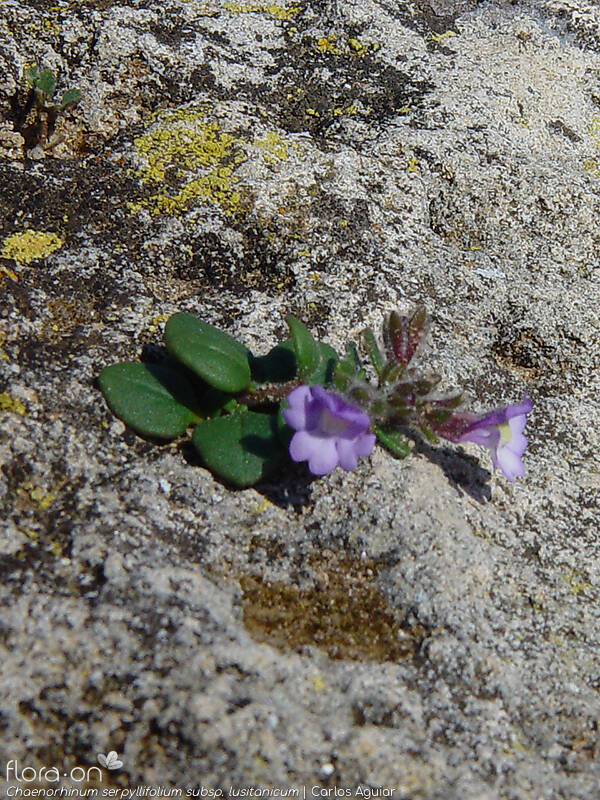 Chaenorhinum serpyllifolium lusitanicum - Hábito | Carlos Aguiar; CC BY-NC 4.0