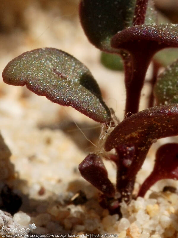 Chaenorhinum serpyllifolium lusitanicum - Folha | Pedro Arsénio; CC BY-NC 4.0