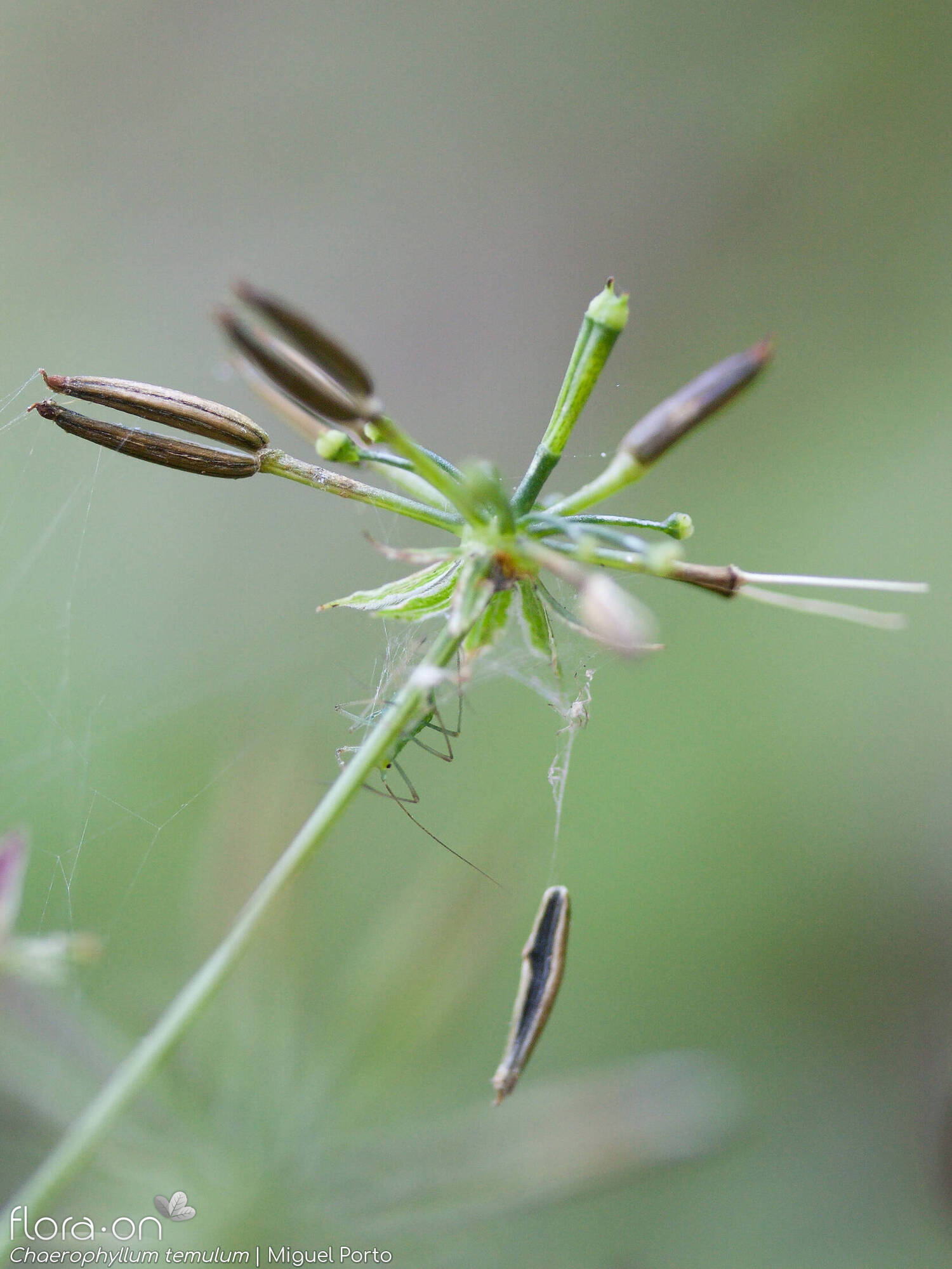 Chaerophyllum temulum - Fruto | Miguel Porto; CC BY-NC 4.0