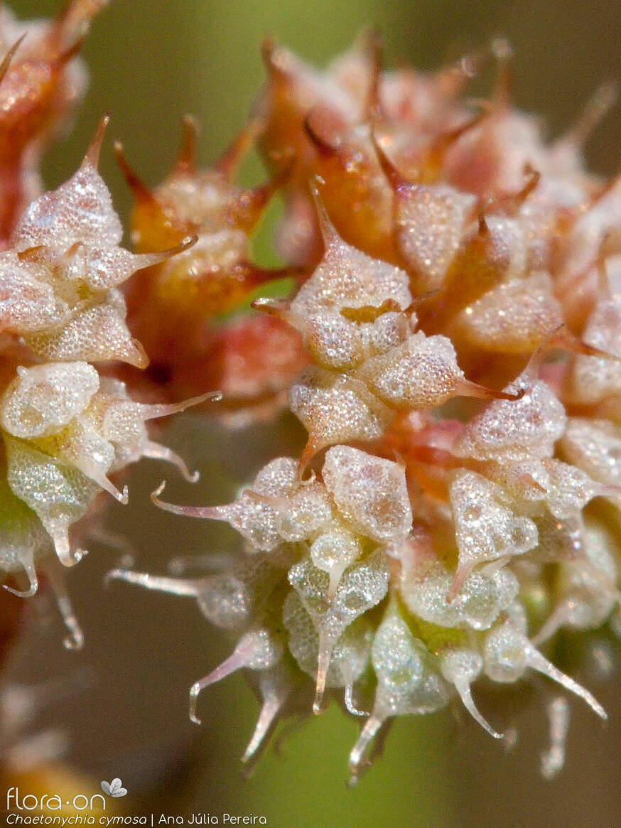Chaetonychia cymosa - Flor (close-up) | Ana Júlia Pereira; CC BY-NC 4.0