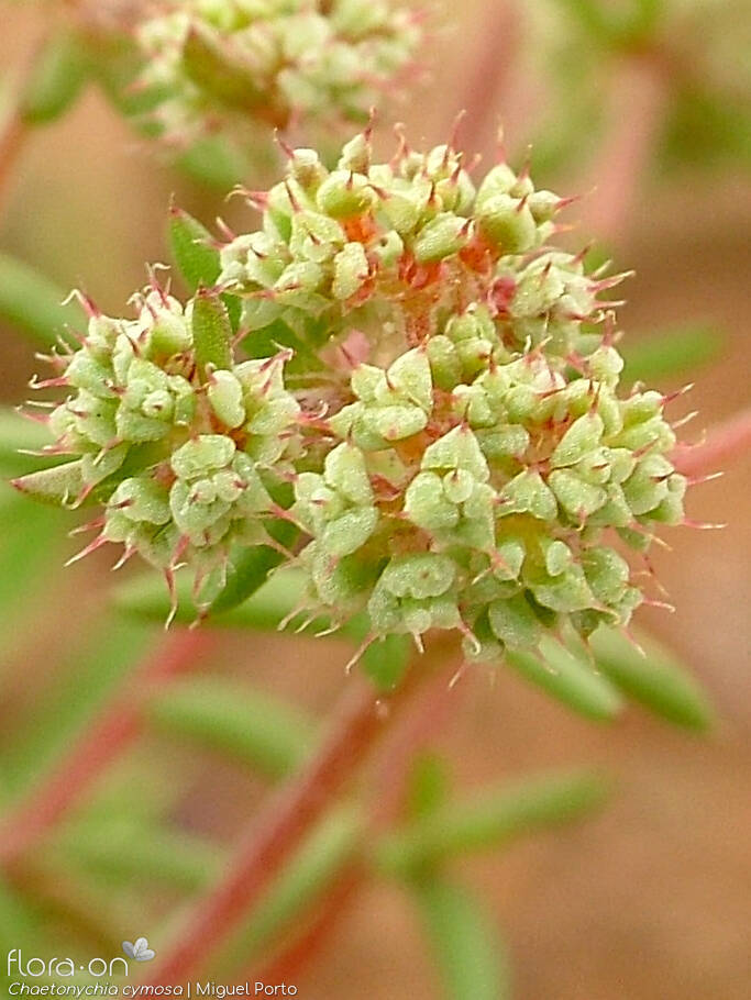 Chaetonychia cymosa - Flor (close-up) | Miguel Porto; CC BY-NC 4.0