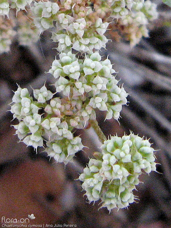 Chaetonychia cymosa - Flor (close-up) | Ana Júlia Pereira; CC BY-NC 4.0