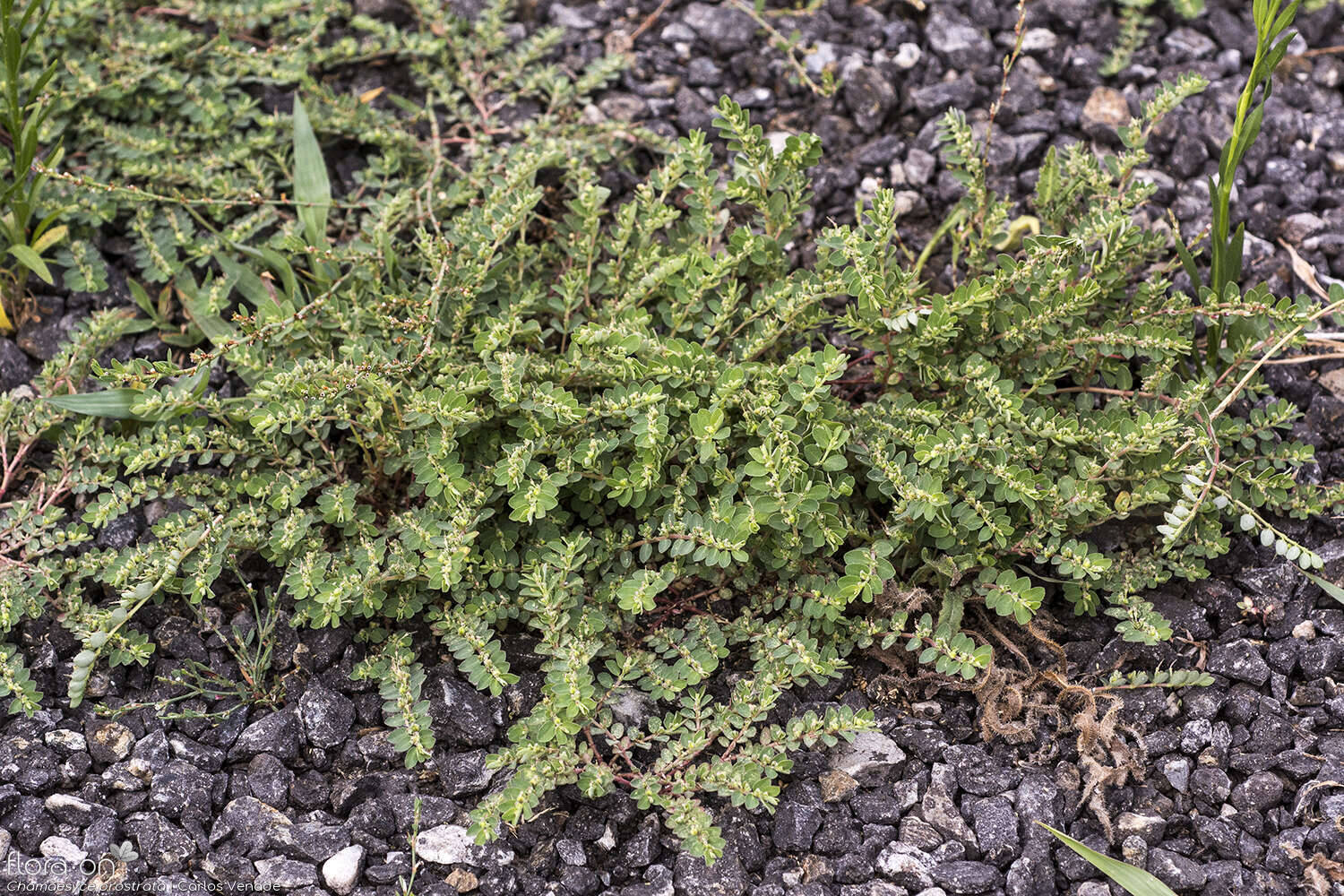 Chamaesyce prostrata - Hábito | Carlos Venade; CC BY-NC 4.0