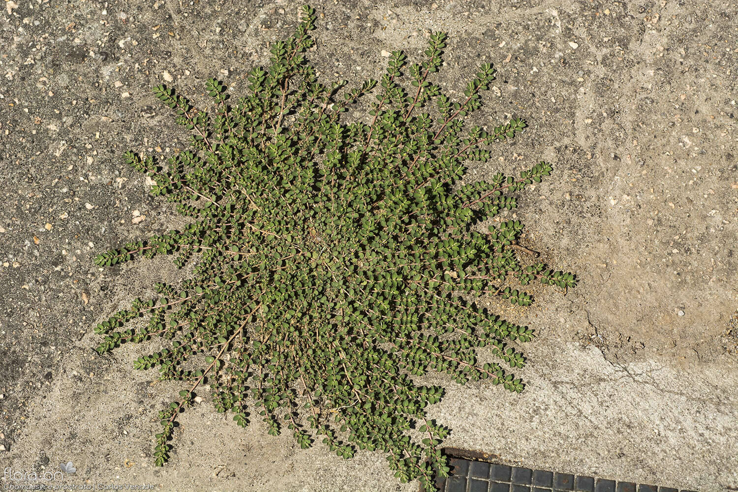 Chamaesyce prostrata - Hábito | Carlos Venade; CC BY-NC 4.0