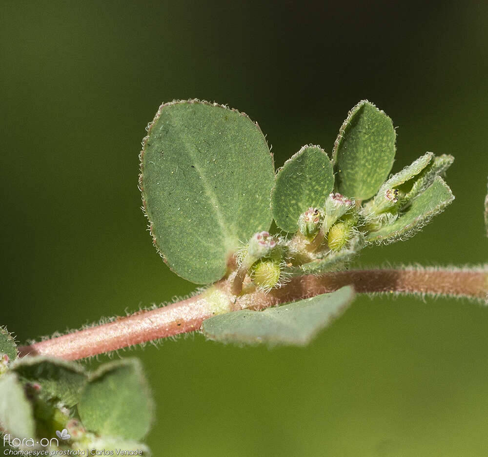 Chamaesyce prostrata - Flor (close-up) | Carlos Venade; CC BY-NC 4.0