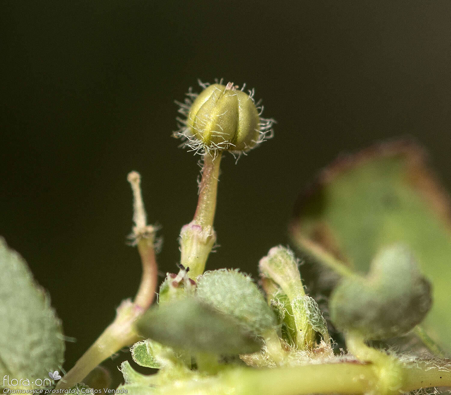 Chamaesyce prostrata - Fruto | Carlos Venade; CC BY-NC 4.0
