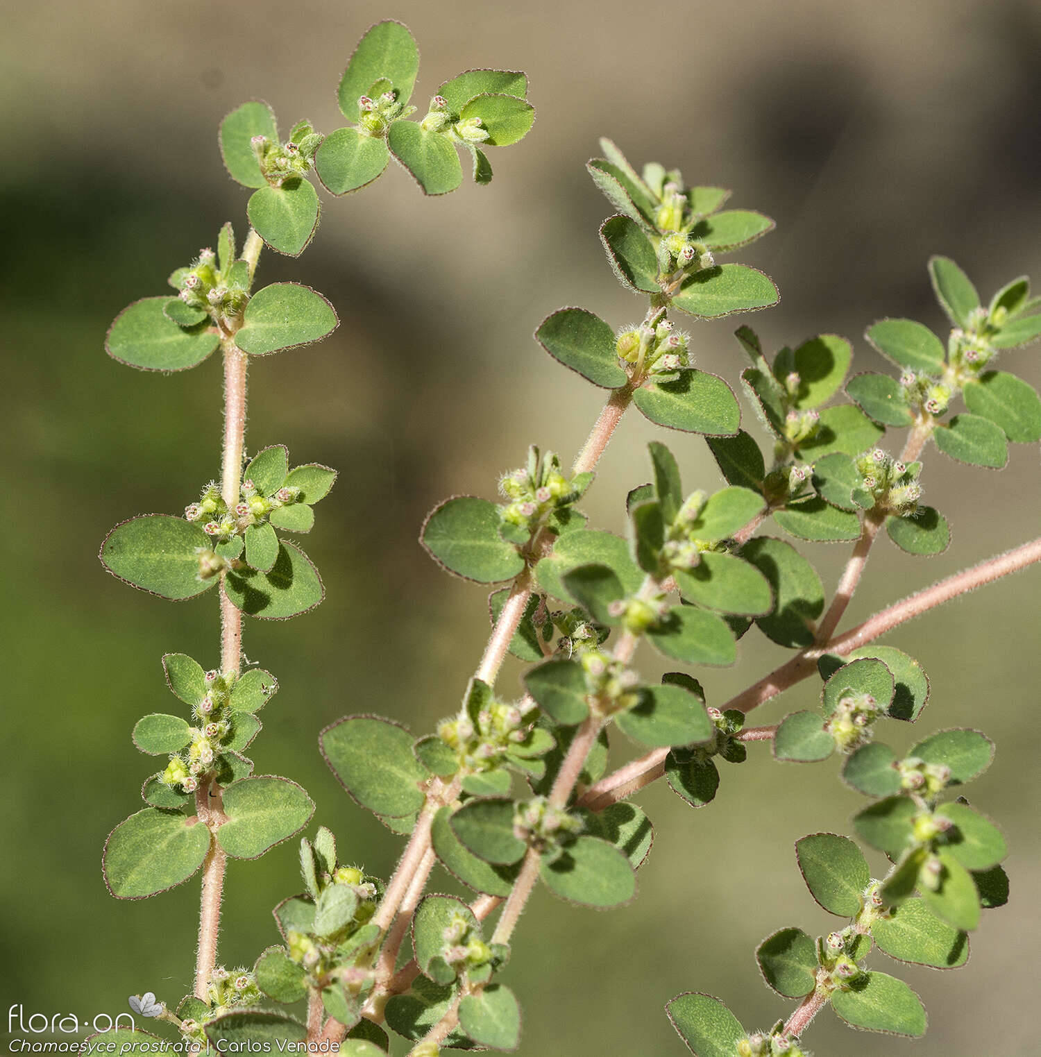 Chamaesyce prostrata - Flor (geral) | Carlos Venade; CC BY-NC 4.0