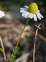 Chamomilla recutita