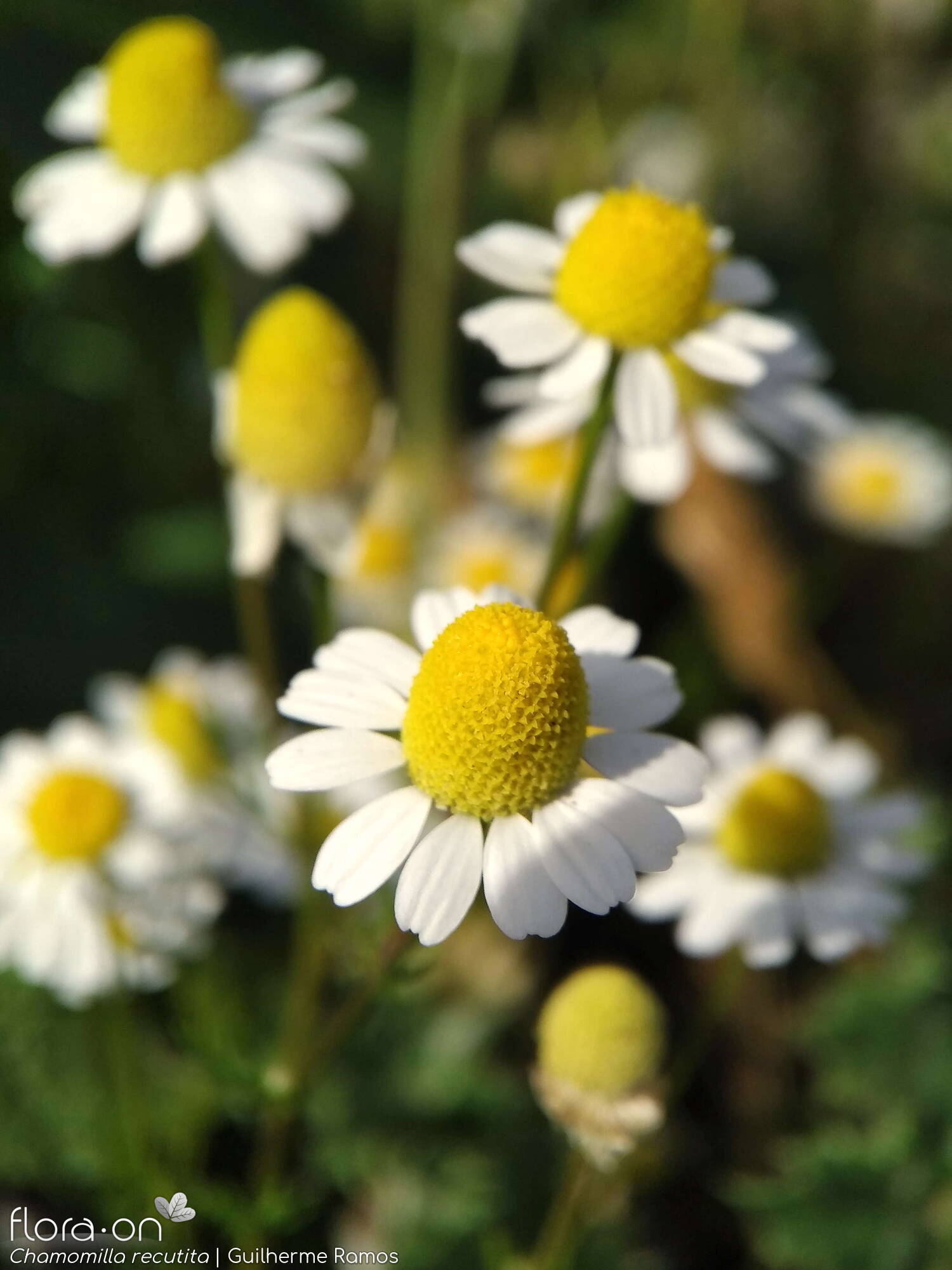 Chamomilla recutita - Flor (geral) | Guilherme Ramos; CC BY-NC 4.0