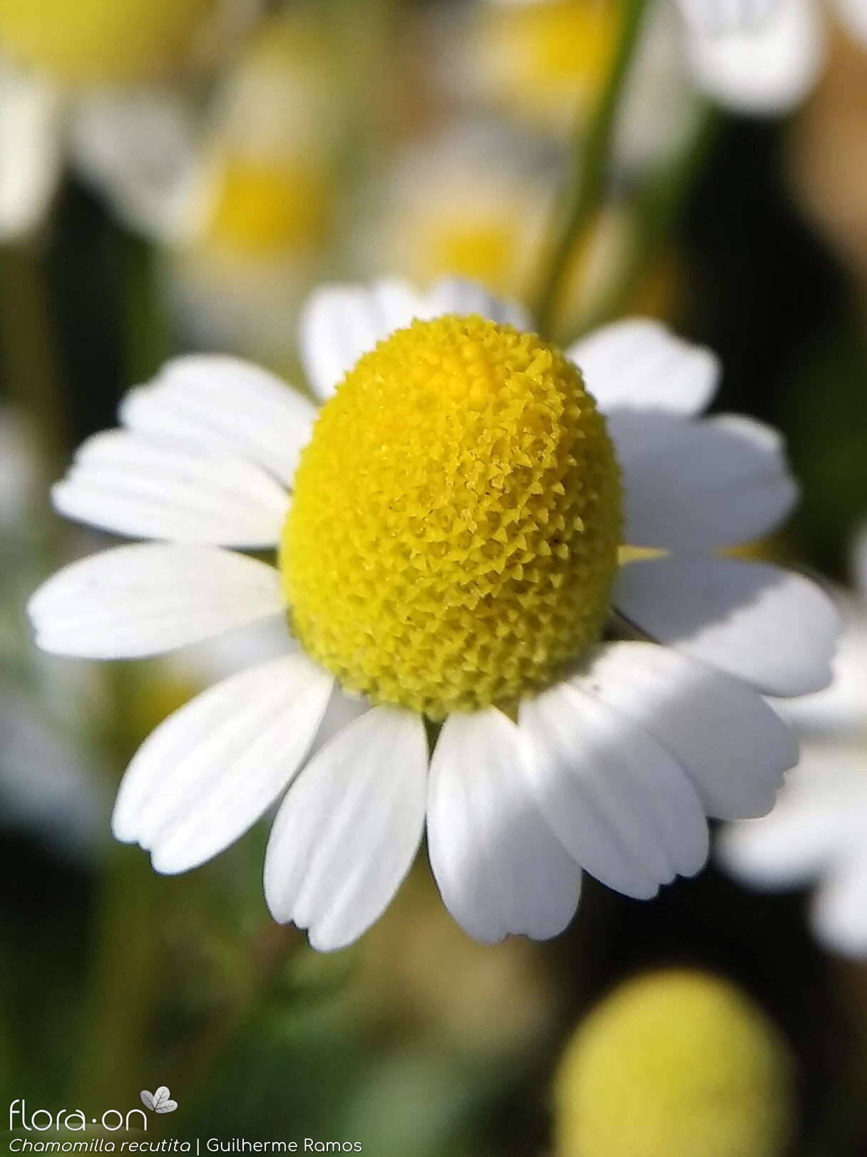 Chamomilla recutita - Flor (close-up) | Guilherme Ramos; CC BY-NC 4.0