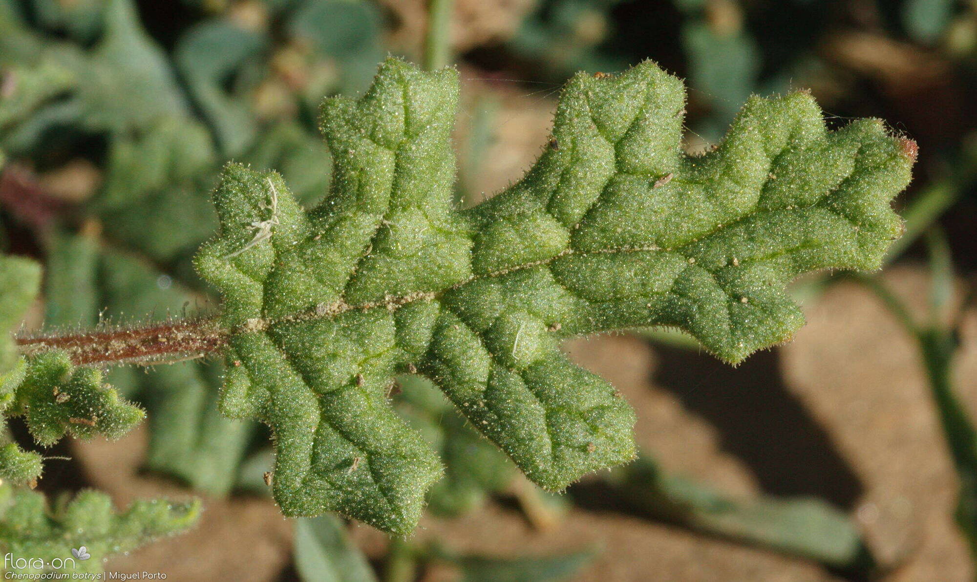 Chenopodium botrys - Folha | Miguel Porto; CC BY-NC 4.0