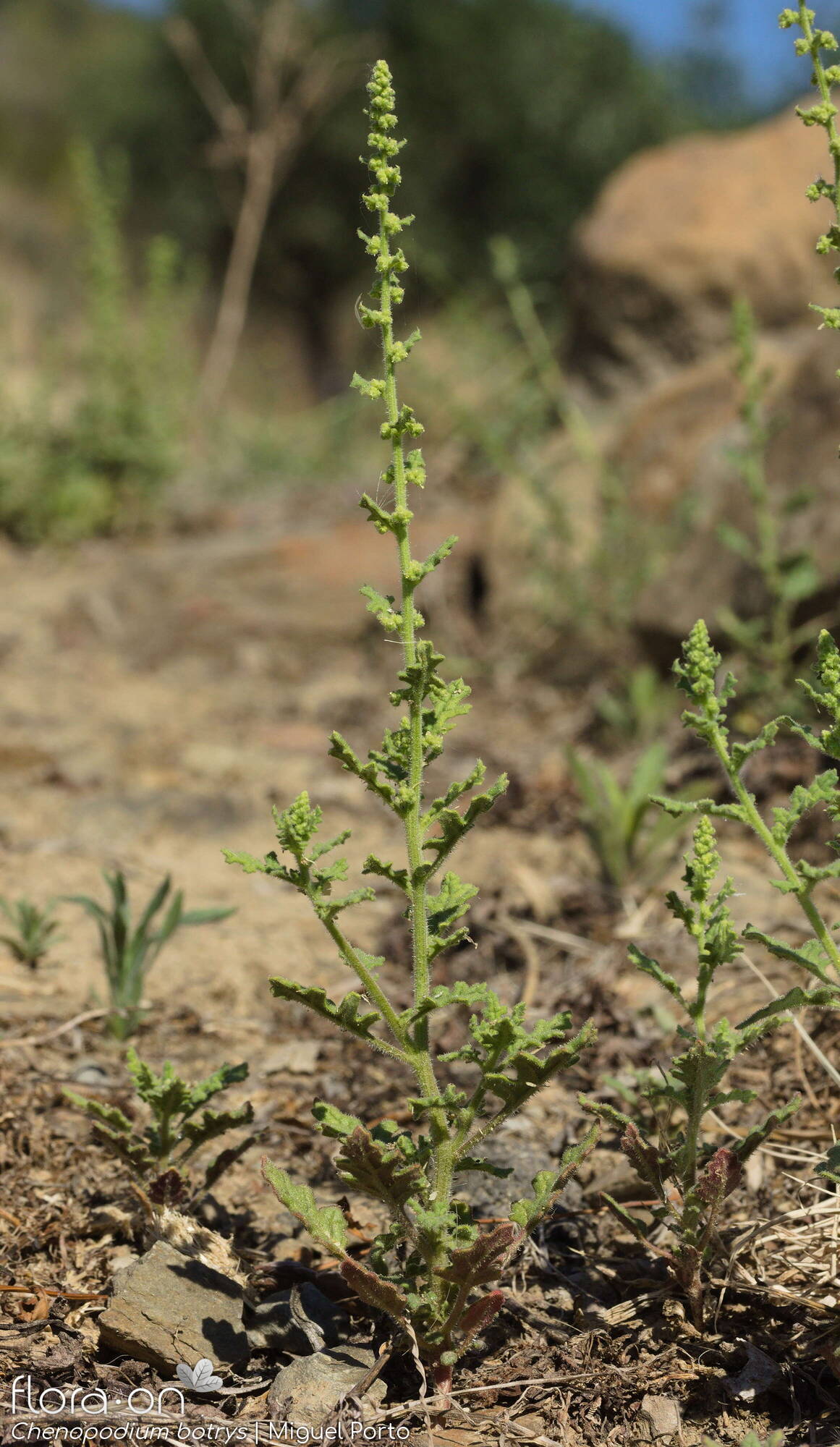 Chenopodium botrys - Hábito | Miguel Porto; CC BY-NC 4.0
