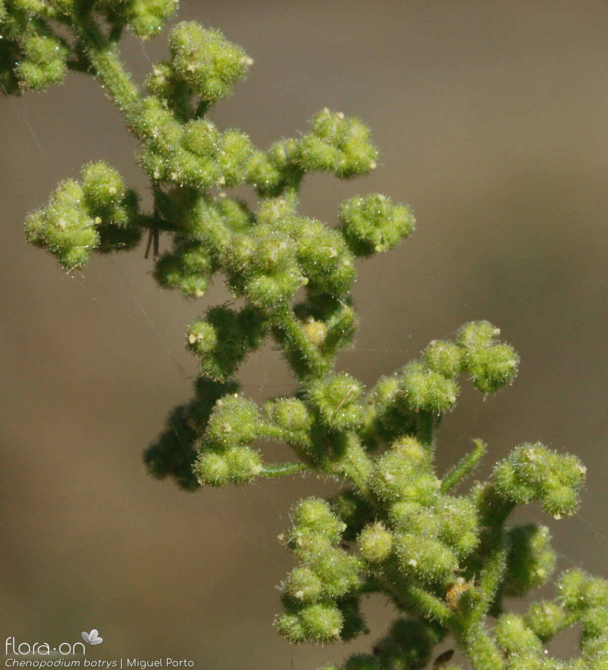 Chenopodium botrys - Flor (close-up) | Miguel Porto; CC BY-NC 4.0