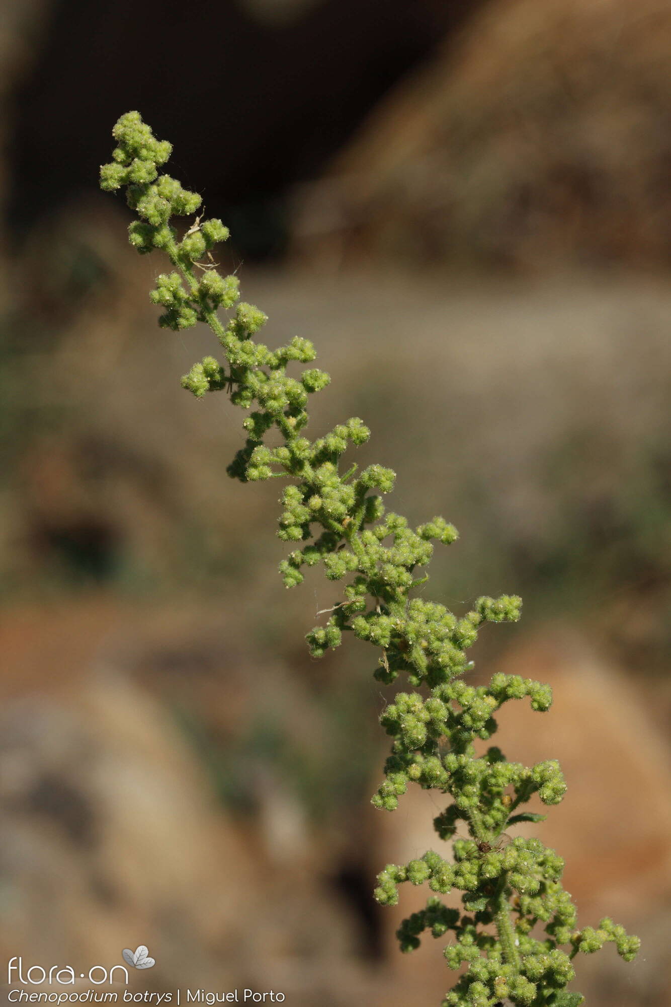 Chenopodium botrys - Flor (geral) | Miguel Porto; CC BY-NC 4.0