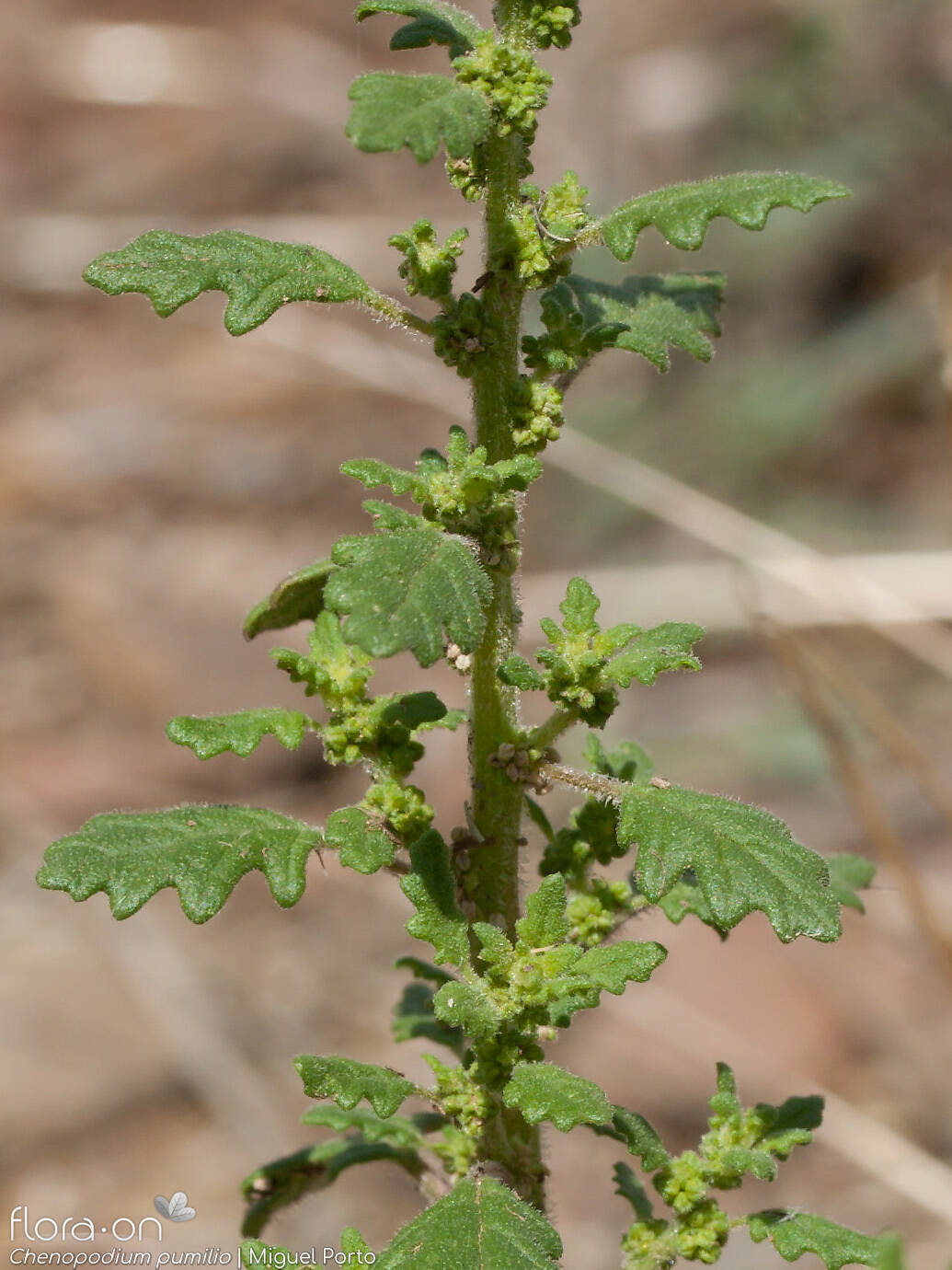 Chenopodium pumilio - Flor (geral) | Miguel Porto; CC BY-NC 4.0