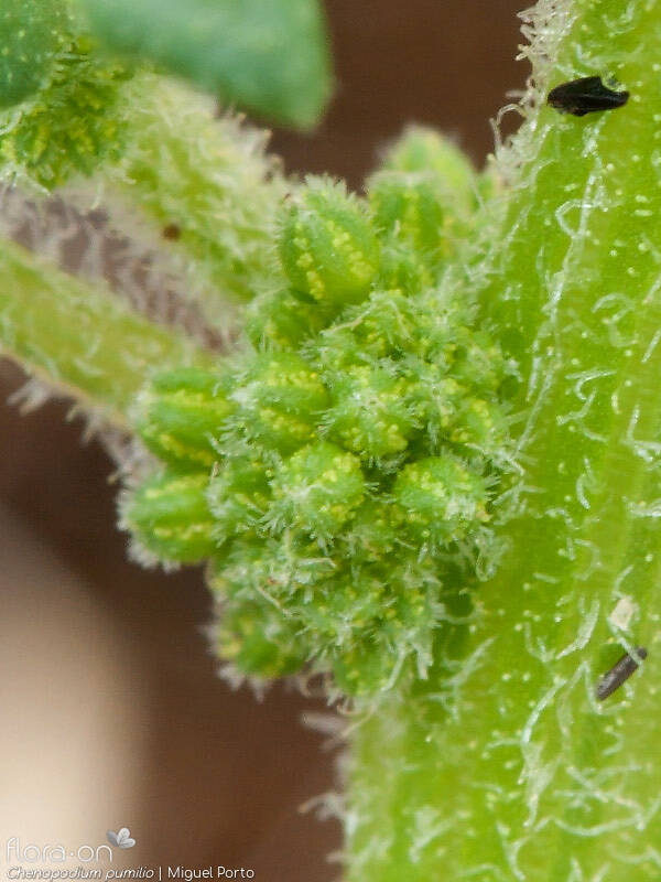 Chenopodium pumilio - Flor (close-up) | Miguel Porto; CC BY-NC 4.0