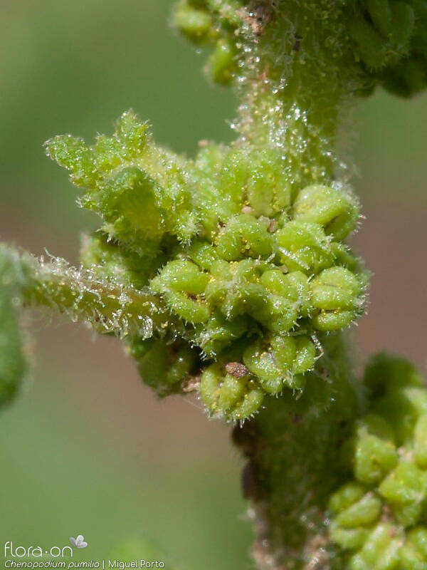 Chenopodium pumilio - Flor (close-up) | Miguel Porto; CC BY-NC 4.0