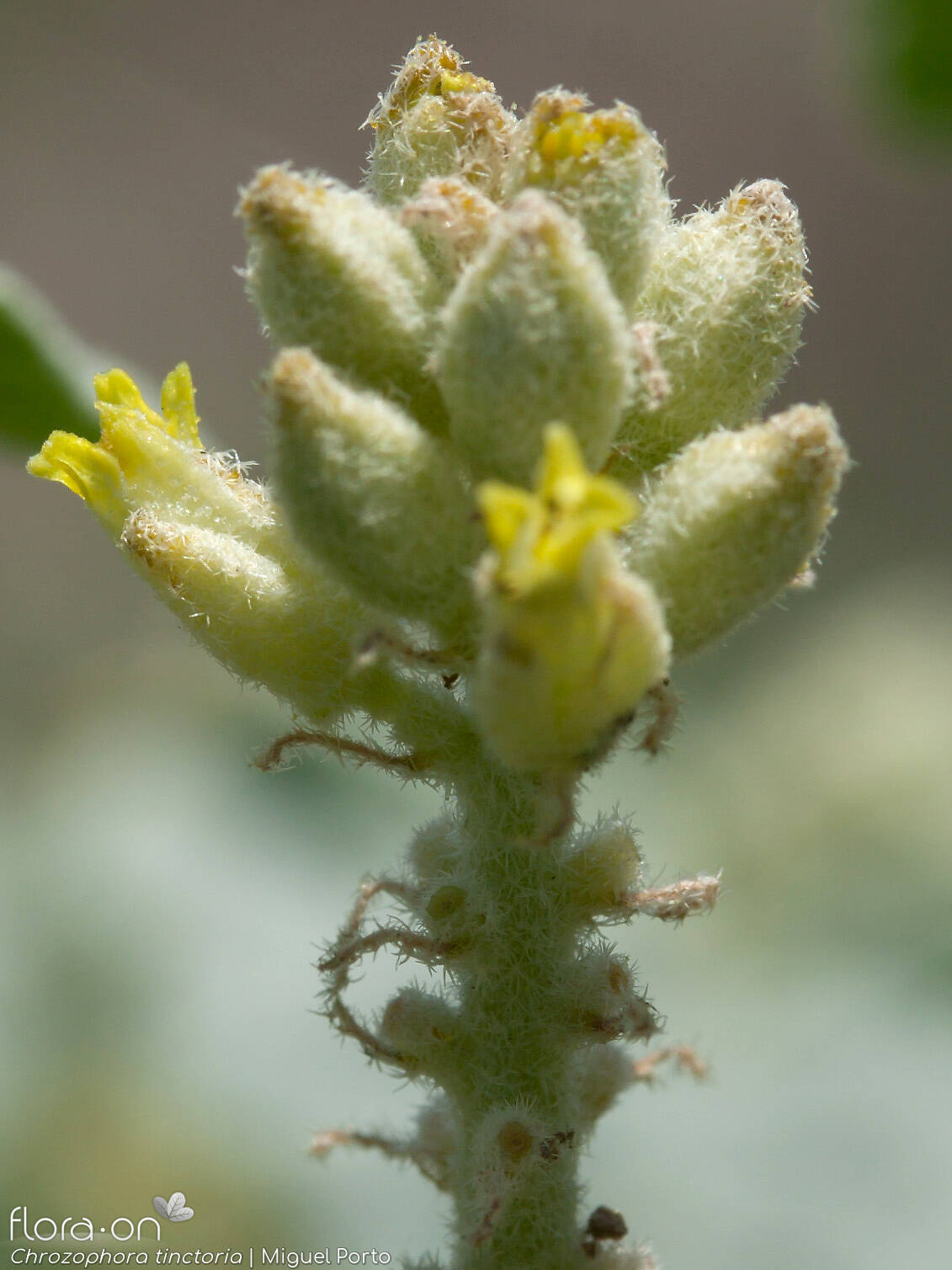 Chrozophora tinctoria - Flor (geral) | Miguel Porto; CC BY-NC 4.0