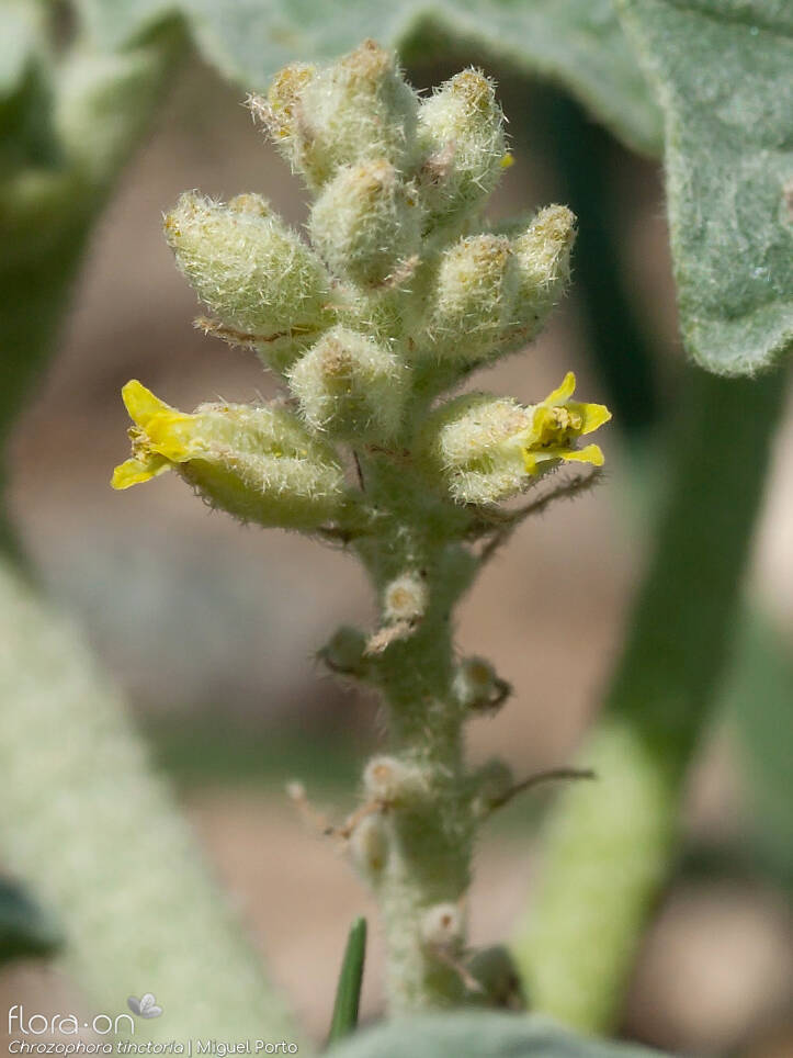 Chrozophora tinctoria - Flor (close-up) | Miguel Porto; CC BY-NC 4.0