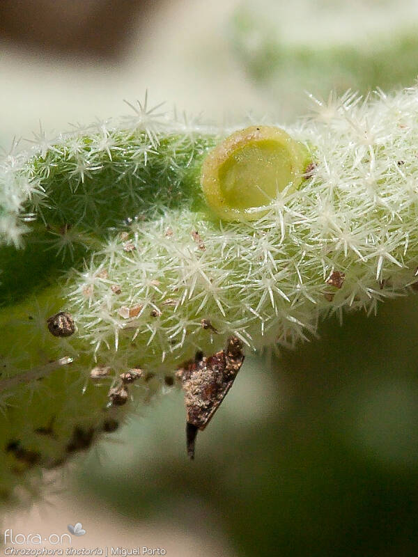 Chrozophora tinctoria - Folha | Miguel Porto; CC BY-NC 4.0