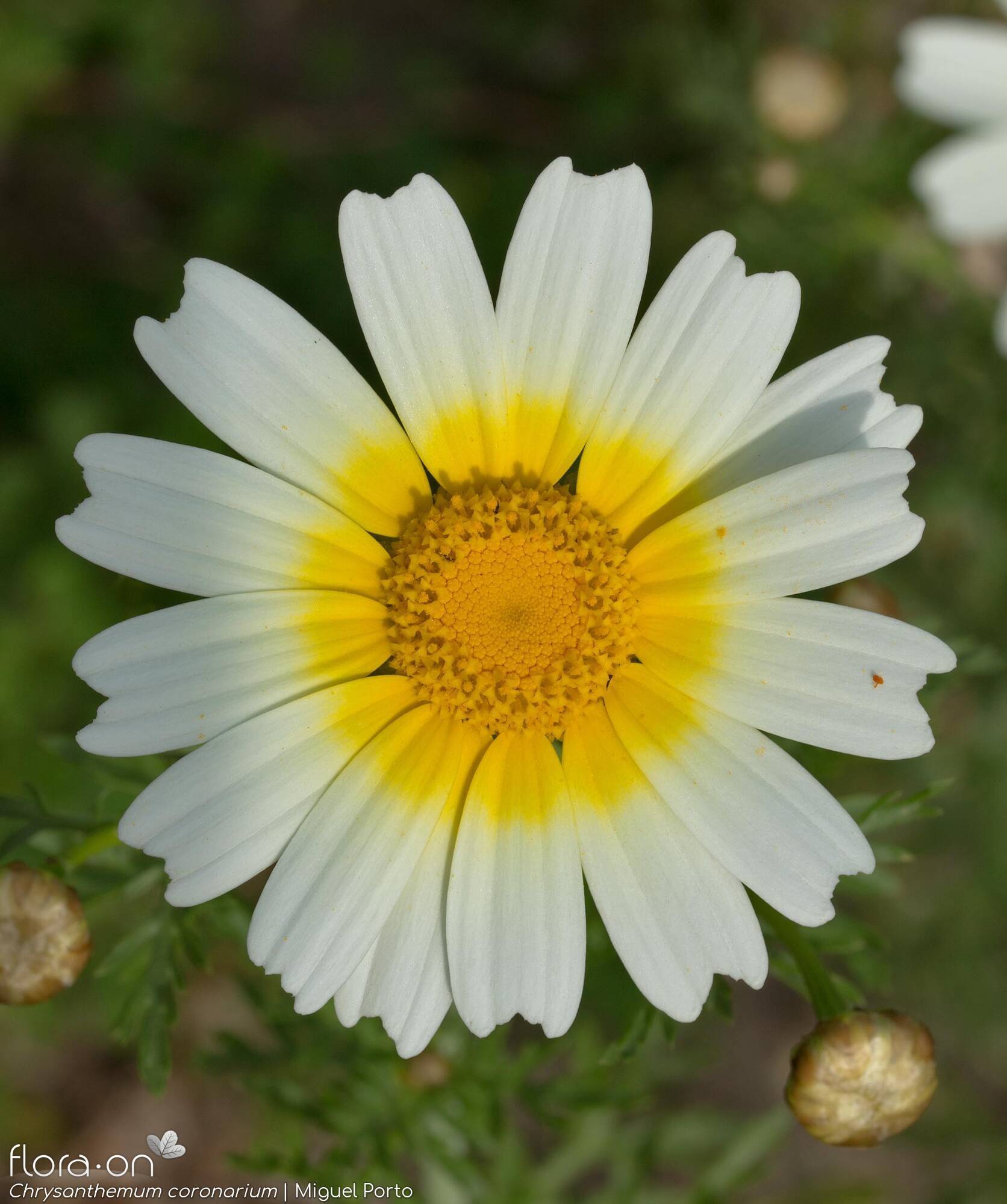 Chrysanthemum coronarium - Capítulo | Miguel Porto; CC BY-NC 4.0