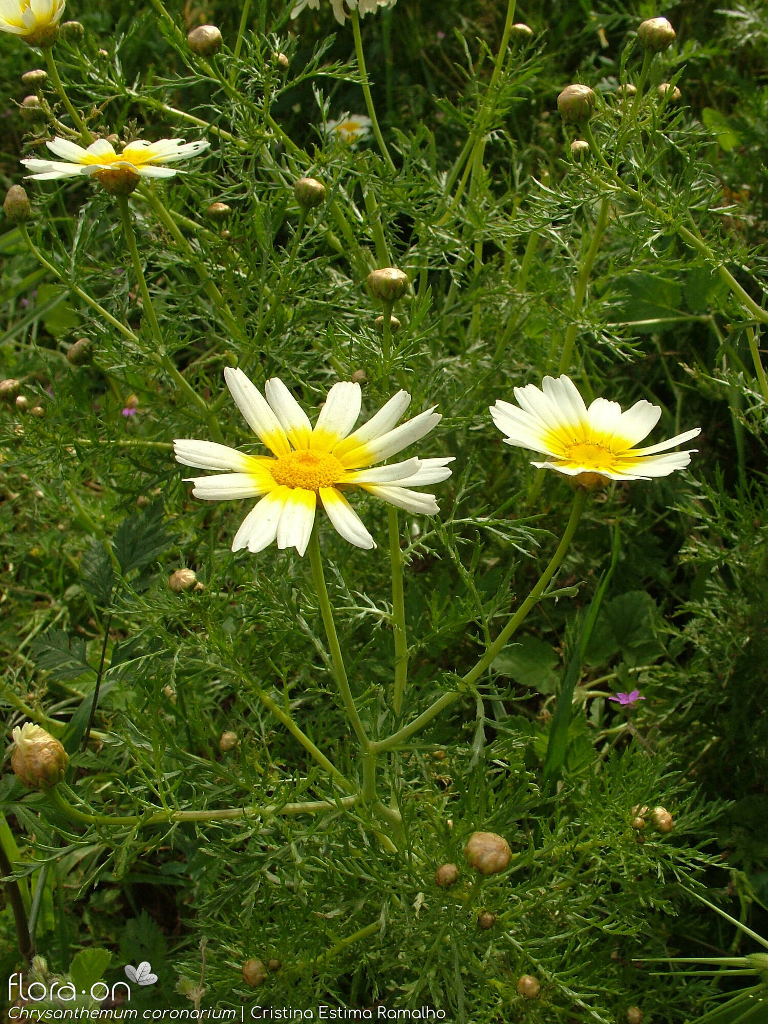Chrysanthemum coronarium - Hábito | Cristina Estima Ramalho; CC BY-NC 4.0
