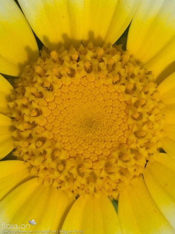 Chrysanthemum coronarium - Flor (close-up) | Miguel Porto; CC BY-NC 4.0