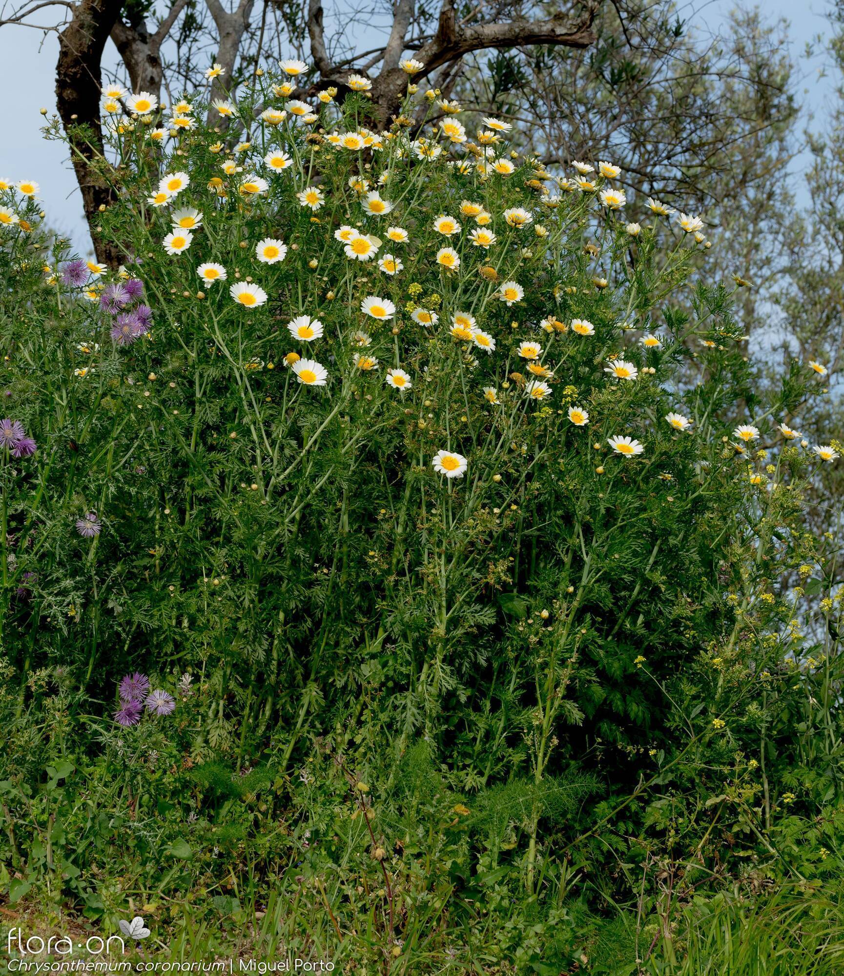Chrysanthemum coronarium - Hábito | Miguel Porto; CC BY-NC 4.0