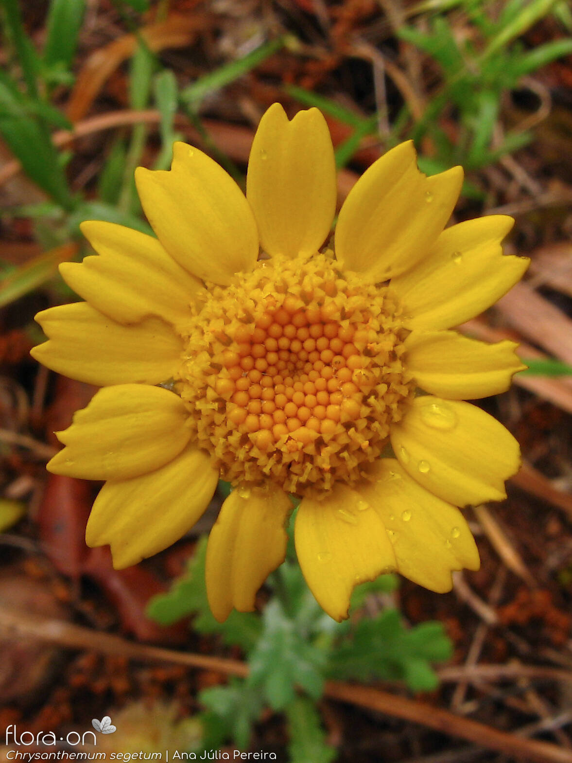Chrysanthemum segetum - Capítulo | Ana Júlia Pereira; CC BY-NC 4.0
