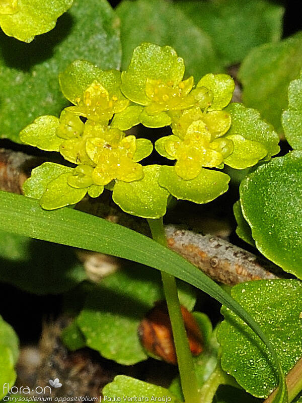 Chrysosplenium oppositifolium - Flor (geral) | Paulo Ventura Araújo; CC BY-NC 4.0