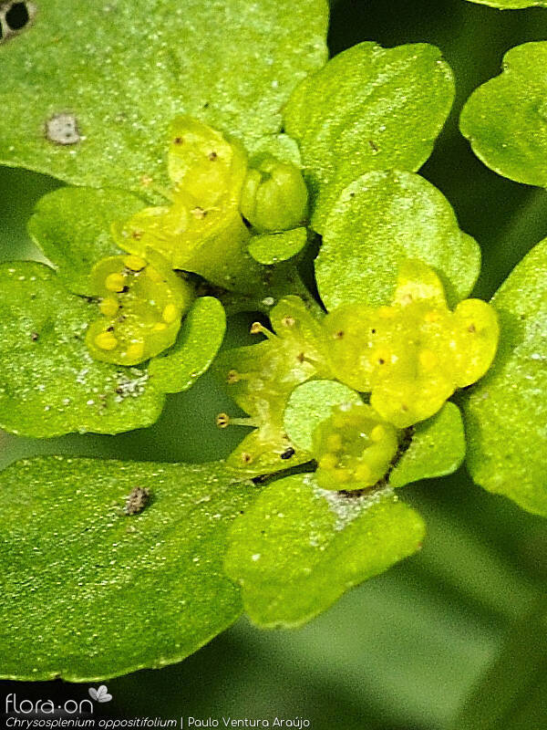 Chrysosplenium oppositifolium - Flor (close-up) | Paulo Ventura Araújo; CC BY-NC 4.0