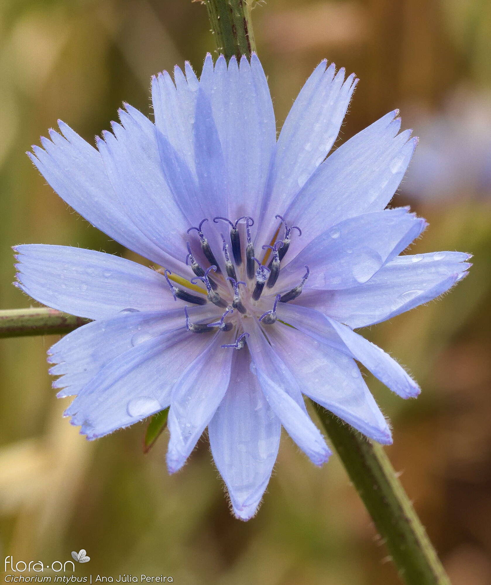 Cichorium intybus - Capítulo | Ana Júlia Pereira; CC BY-NC 4.0