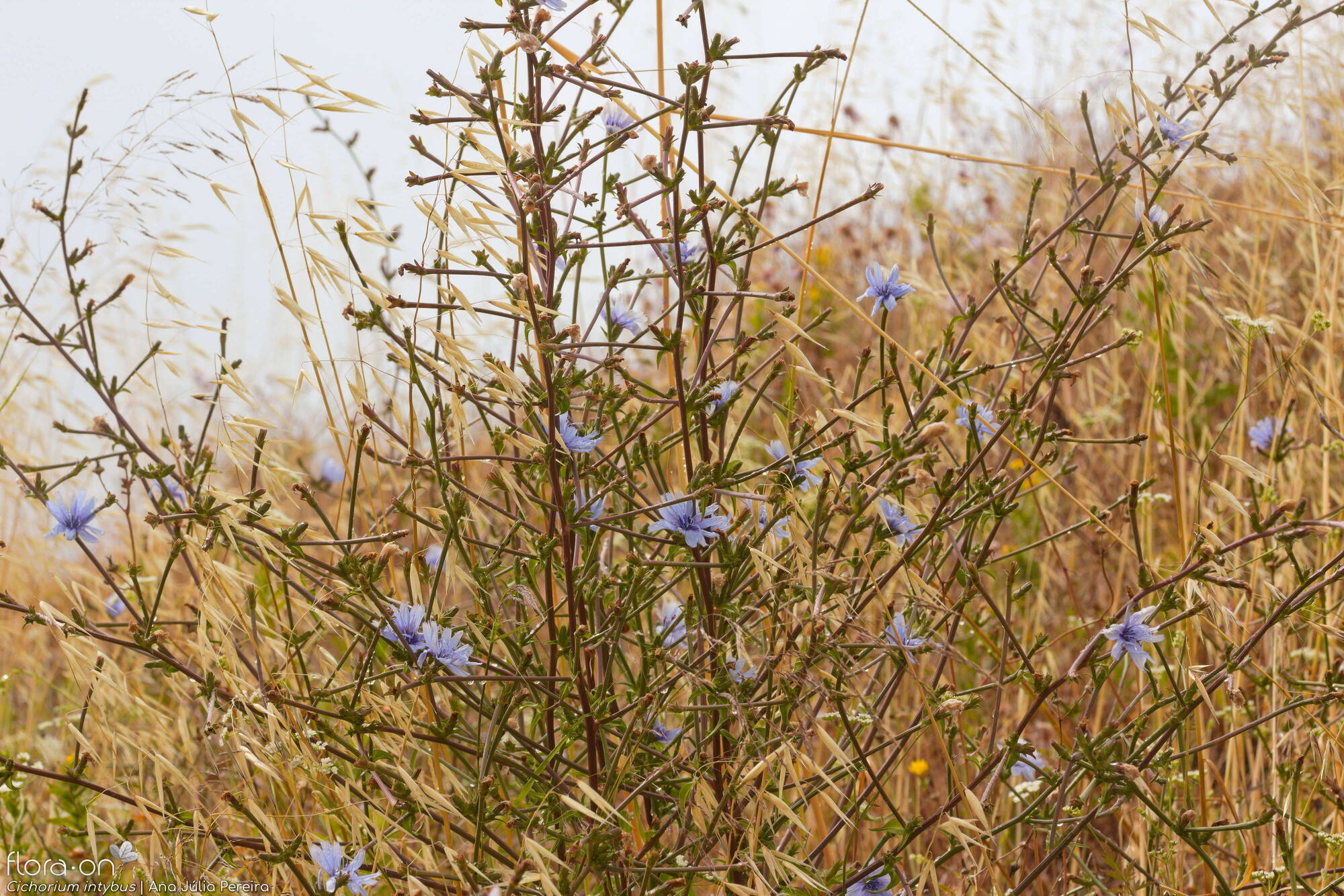 Cichorium intybus - Hábito | Ana Júlia Pereira; CC BY-NC 4.0