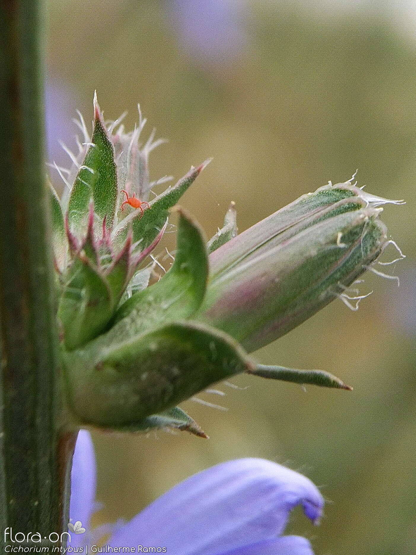 Cichorium intybus - Botão | Guilherme Ramos; CC BY-NC 4.0